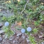 Juniperus drupacea Ffrwyth