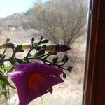 Brugmansia suaveolens Flower