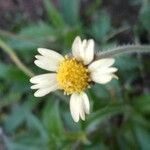 Tridax procumbens Blomma