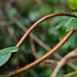 Lonicera periclymenum Bark