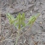 Anisosciadium orientale Mbuma