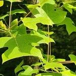 Liriodendron chinense Folha