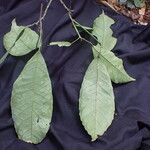Rinorea oblongifolia Yaprak