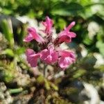 Pedicularis cenisia Flower