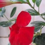 Mandevilla sanderi Λουλούδι