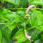 Centropogon cornutus Flower