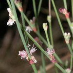 Eriogonum nudum Habitat