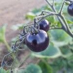 Solanum scabrum Φρούτο