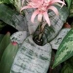 Aechmea fasciata Leaf