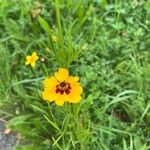 Coreopsis tinctoriaFlors