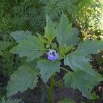 Nicandra physalodesLehti