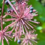 Aralia californica