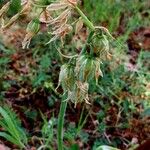 Ornithogalum nutans Плод