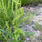 Rumex salicifolius Blüte