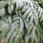 Pentaclethra eetveldeana Leaf