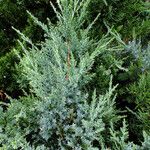 Juniperus chinensis Φύλλο