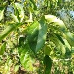 Malus toringo Blatt