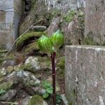 Cardiocrinum cordatum Leaf