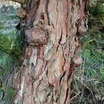 Calocedrus decurrens Koor