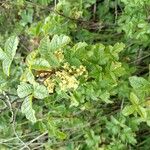 Toxicodendron diversilobum Flor