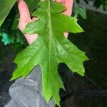 Quercus velutina List