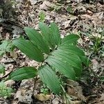 Maianthemum racemosumLeaf