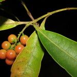 Citharexylum macradenium Hoja
