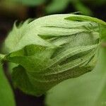 Gossypium arboreum Фрукт