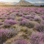 Limonium insigne Flor