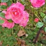 Rosa abietina Цвят