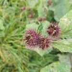 Arctium nemorosum Froito