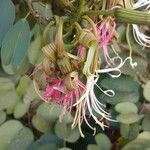 Bauhinia ungulata Blüte