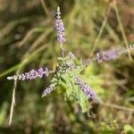 Mentha longifoliaFlower