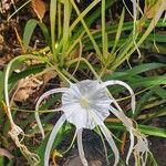 Hymenocallis littoralisКветка