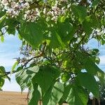 Catalpa bignonioidesBlatt