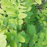 Robinia viscosaLeaf