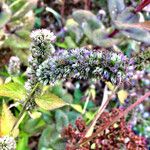 Agastache rugosa Other