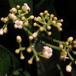 Psychotria onanae