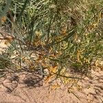 Acacia doratoxylon Leaf