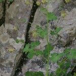 Thalictrum macrocarpum 形態