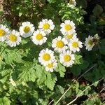 Tanacetum partheniumFlower