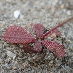 Limonium echioides Leaf