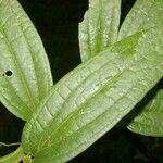Smilax spinosa Liść