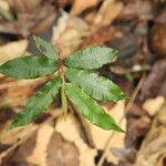Parinari excelsa Folha