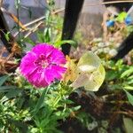 Dianthus chinensis Flower