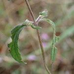 Galeopsis ladanum Foglia