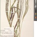 Digitaria angolensis Other