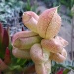 Astragalus miguelensis Flower