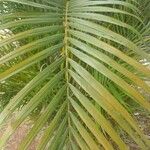 Dypsis lutescens List