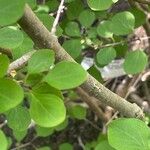 Syringa pubescens Bark